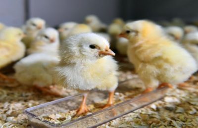 SİNCAN HAYVANAT BAHÇESİ’NDE KULUÇKA HEYECANI…