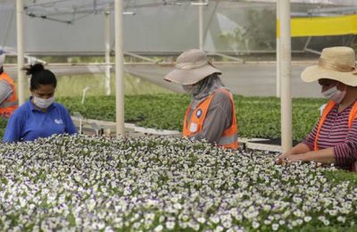 BÜYÜKŞEHİR BELEDİYESİ KENDİ ÇİÇEĞİNİ ÜRETİYOR