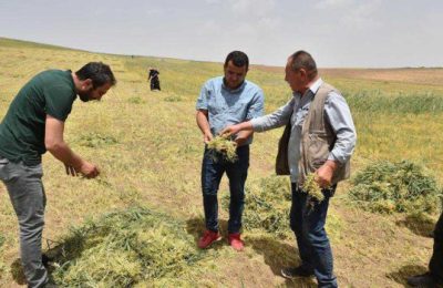 KIRMIZI MERCİMEKTE HASAT ZAMANI