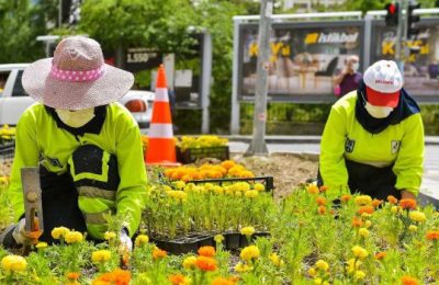 BAŞKENT BÜYÜKŞEHİRİN YERLİ YAZ ÇİÇEKLERİYLE ŞİMDİ DAHA GÜZEL