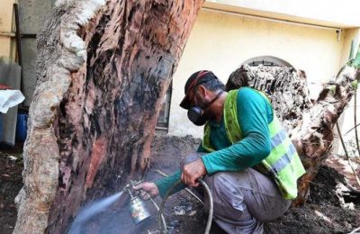 Anıt ağaçlar emin ellerde