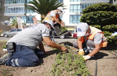 Antalyada 3 milyon kışlık çiçek toprakla buluşuyor