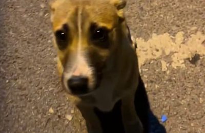 Sevilince gözleri dolan köpek yeni yuvasına kavuştu