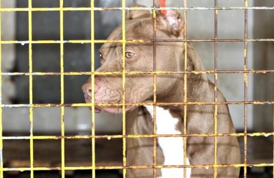 Etimesgut’ta 2 Çocuğun Yaralandığı Pitbull Davasında Yargılama Başladı